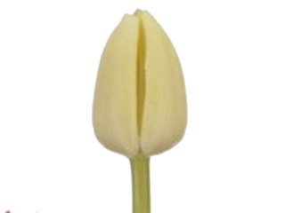 Τουλίπες Cheers