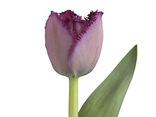 Τουλίπες Curly