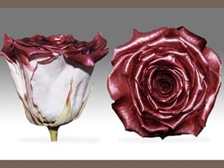 Forever Pear - NEED TRANSLATION