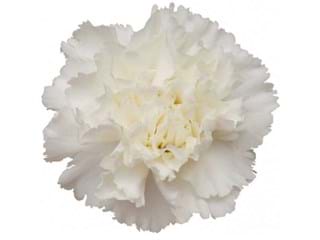 Γαρύφαλλα Delicia