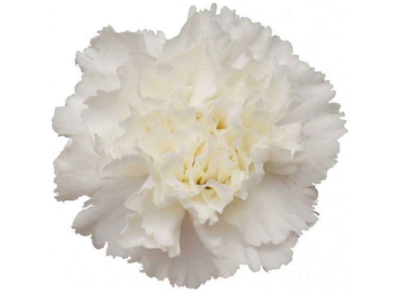 Dianthus Delicia