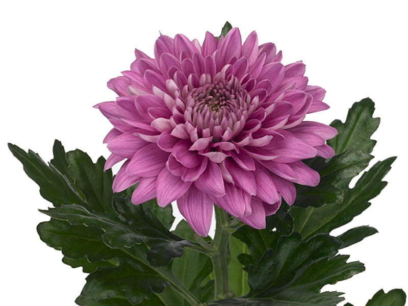 1Hd Chrysanthemum Densa