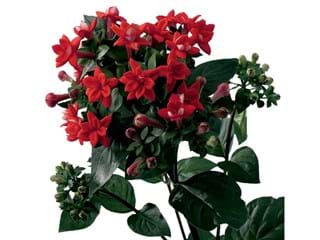 Βουβάρδια Diamont Red