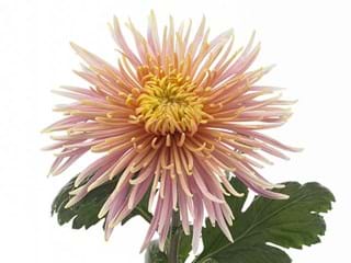 1Hd Chrysanthemum Dilana Pink