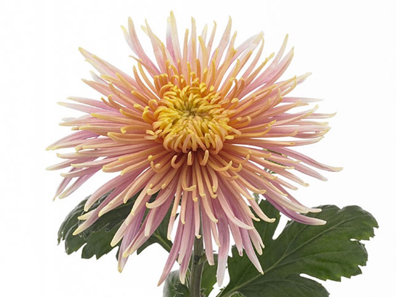 1Hd Χρυσάνθεμα Dilana Pink