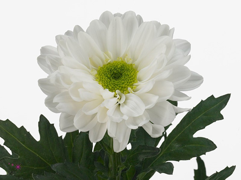 1Hd Chrysanthemum Dolce