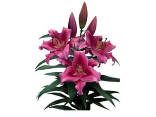 Lilium Or Dalian