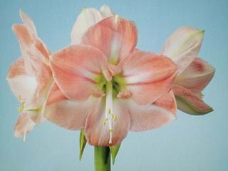 Hippeastrum Darling