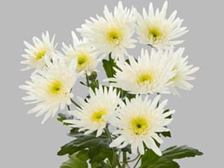 Χρυσάνθεμα Delianne 