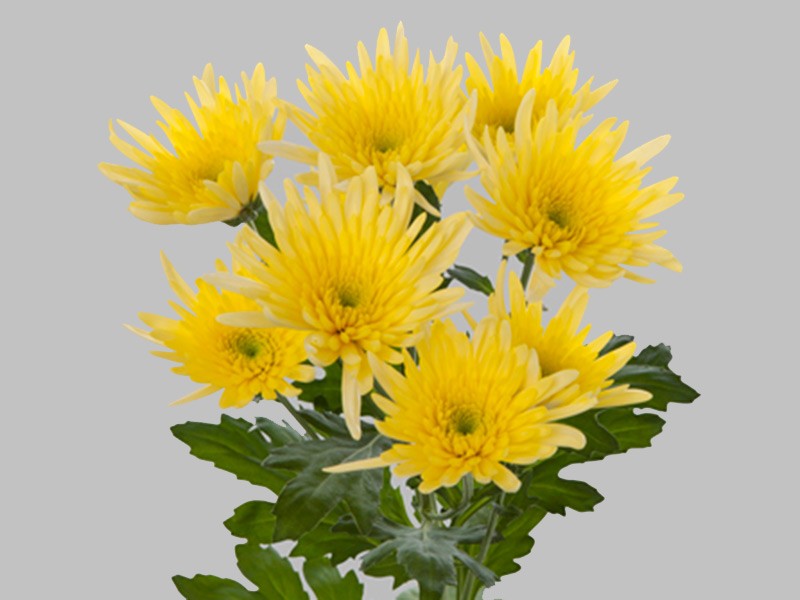 Chr Delliane Yellow