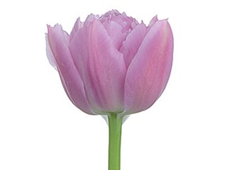 Τουλίπες Double Price