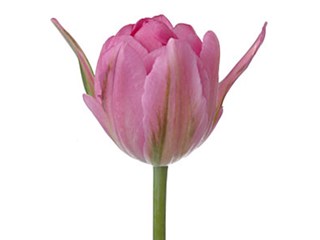 Τουλίπες Double Den Q