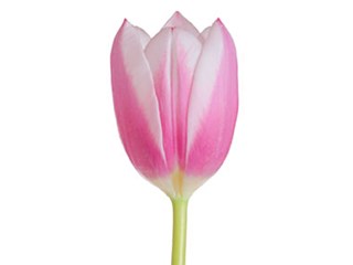 Τουλίπες Dream World