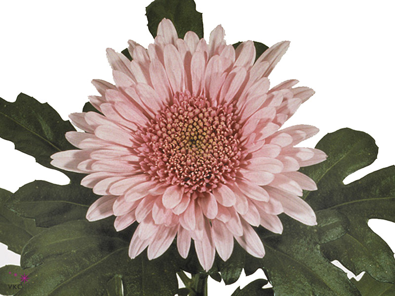 1Hd Chrysanthemum Eleonora Lilac