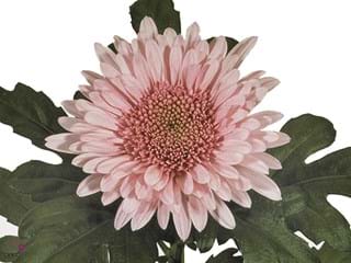 1Hd Chrysanthemum Eleonora Lilac