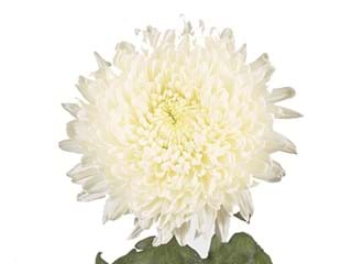 1Hd Chrysanthemum Evelyn