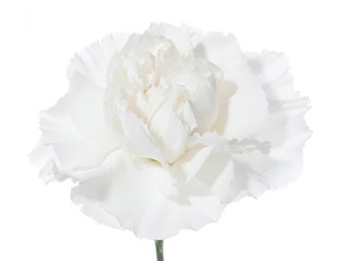 Γαρύφαλλα Everest