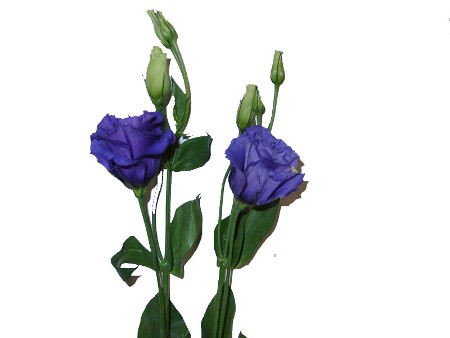 Eustoma Arena Double Blue