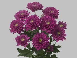 Χρυσάνθεμα Exopolis Dark