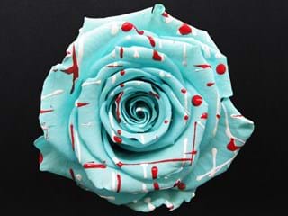 Forever Fiesta Τ - NEED TRANSLATION