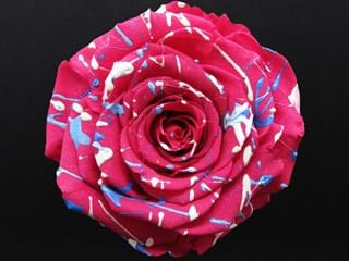 Forever Fiesta Φ - NEED TRANSLATION