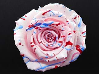 Forever Fiesta Ρ - NEED TRANSLATION