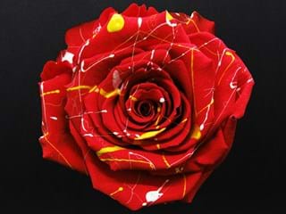 Forever Fiesta K - NEED TRANSLATION