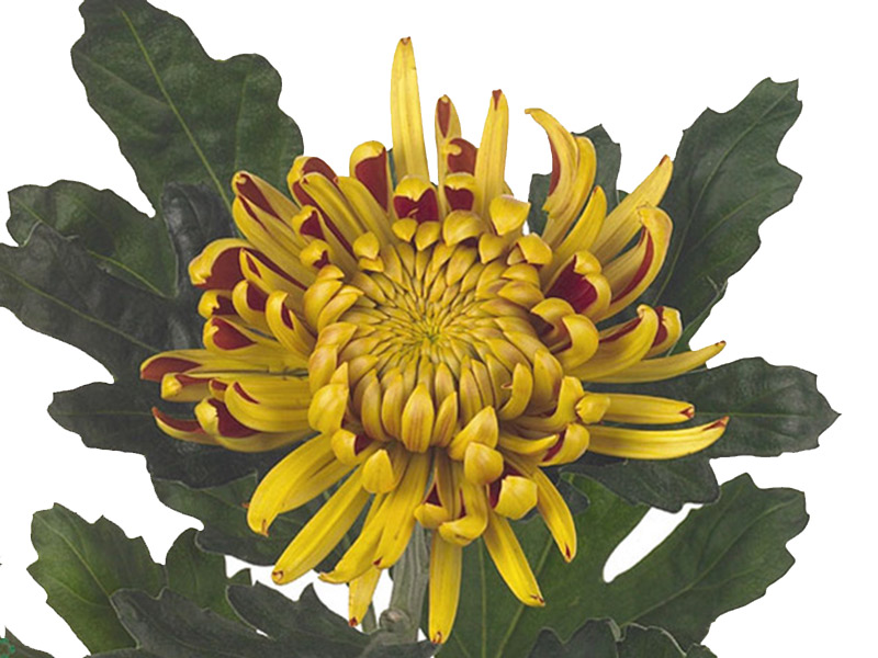 1Hd Chrysanthemum Fuego