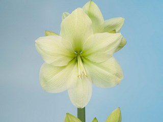 Hippeastrum Fantacy Dream