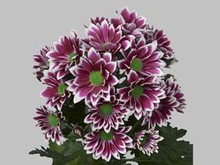 Χρυσάνθεμα Firmenich 