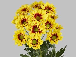 Χρυσάνθεμα Flairisse