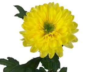 1Hd Chrysanthemum Galactica