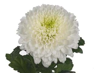 1Hd Chrysanthemum Gergi