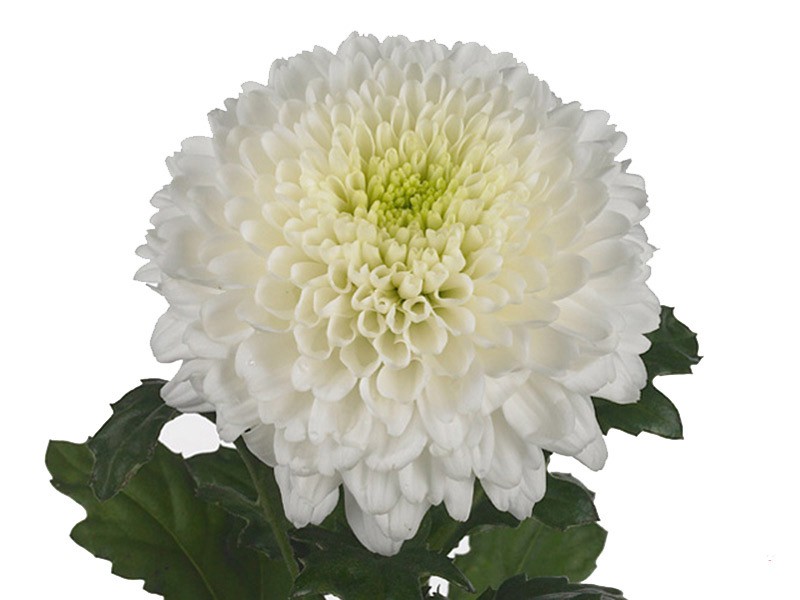 1Hd Chrysanthemum Gergi