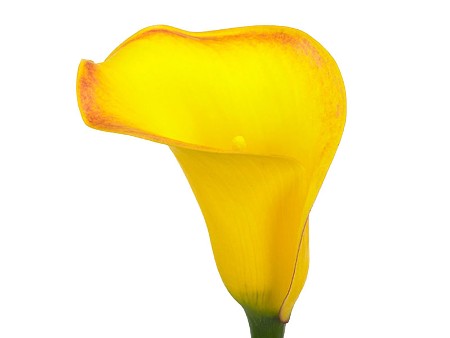 Κάλλα Gold Metal