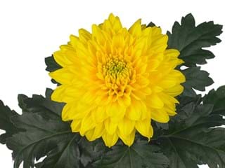 1Hd Chrysanthemum Golden Kent