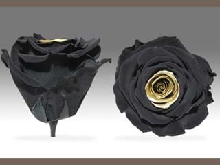 Forever Tear X - NEED TRANSLATION