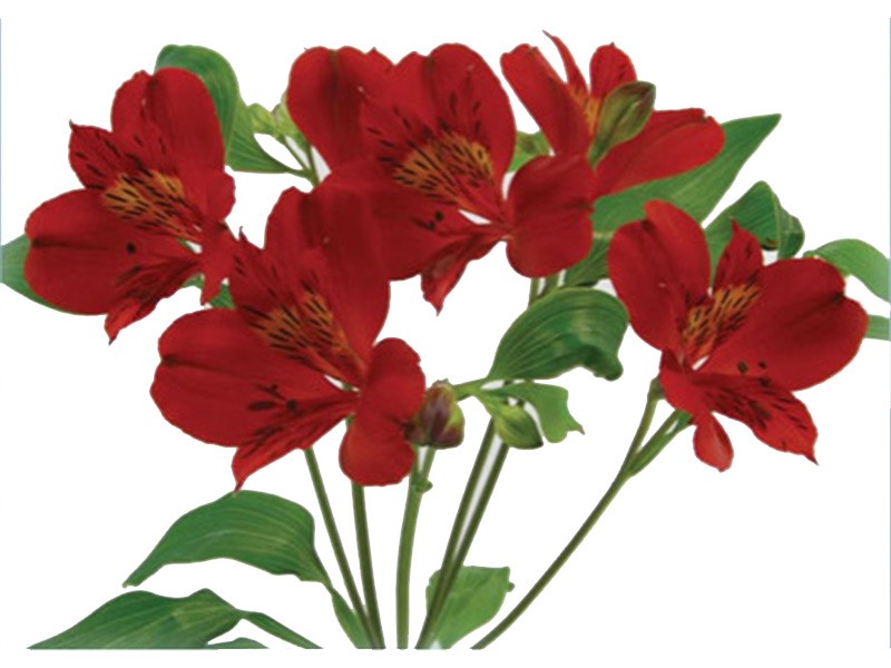 Alstromeria Granada