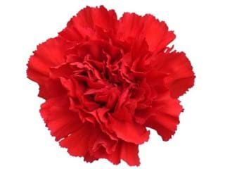 Γαρύφαλλα Grand Slam