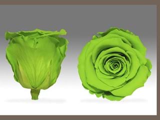 Forever Πράσινο Α - NEED TRANSLATION