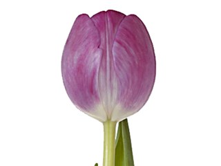 Τουλίπες Grafiti