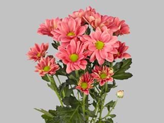 Χρυσάνθεμα Grand Cherry