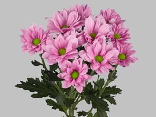 Χρυσάνθεμα Grand PInk