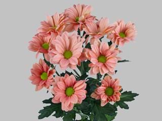 Χρυσάνθεμα Grand Salmon