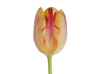 Τουλίπες Grand Perfection