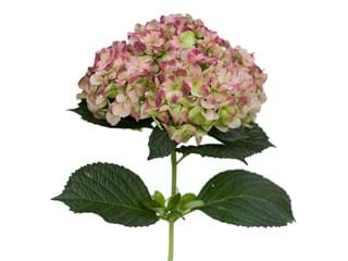 Hydrangea Heritage