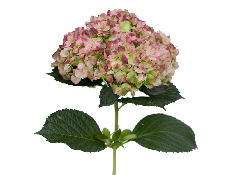 Hydrangea Heritage