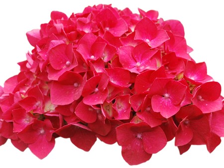 Ορτανσία Hot Pink