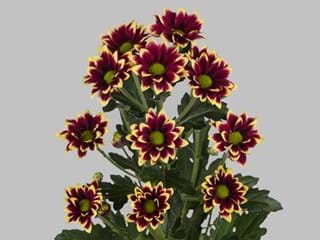 Χρυσάνθεμα Haydar Yellow