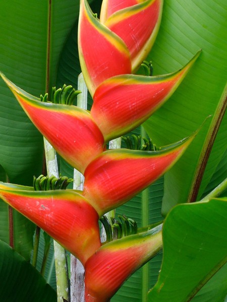 Heliconia Wagneriana